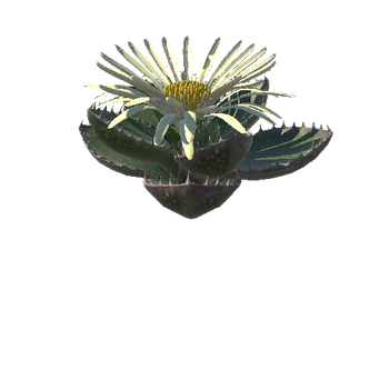 Flower_Faucaria tigrina3 4